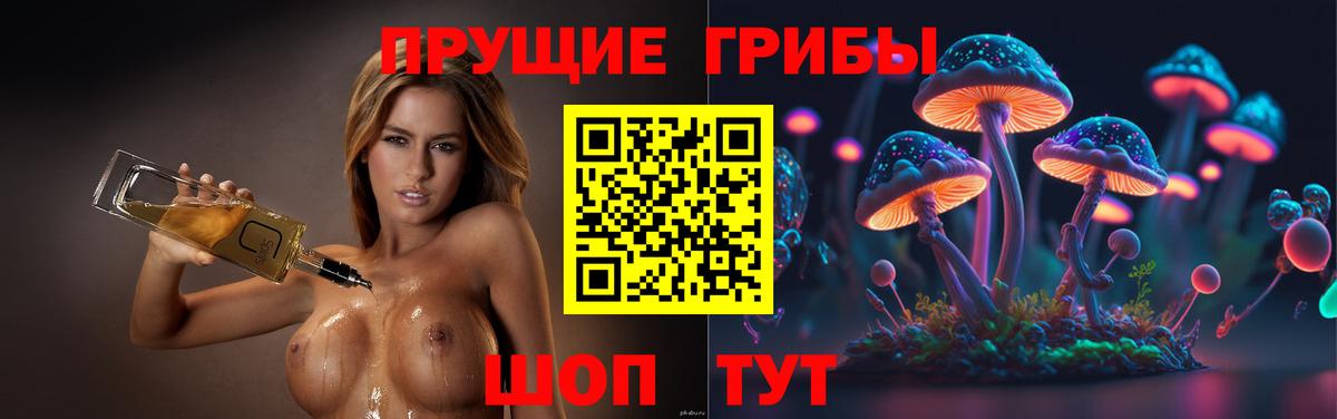 Псилоцибиновые грибы Psilocybe Сыктывкар